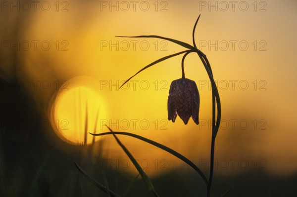Snake's Head Fritillary (Fritillaria meleagris) at sunrise in a wet meadow in spring, Berne, Lower