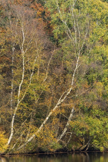 Autumn in the Ahlhorn Fish Ponds Nature Reserve of the Lower Saxony State Forests, Ahlhorn, Lower