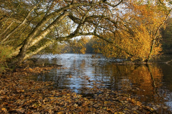 Autumn in the Ahlhorn Fish Ponds Nature Reserve of the Lower Saxony State Forests, Ahlhorn, Lower