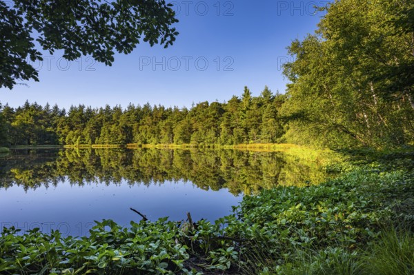 Diana See in the Ahlhorner Fischteiche Nature Reserve, Wildeshausener Geest, Ahlhorn, Lower Saxony,