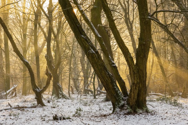 Winter in the jungle tree trail with ancient trees in the Ahlhorner Fischteiche nature reserve,