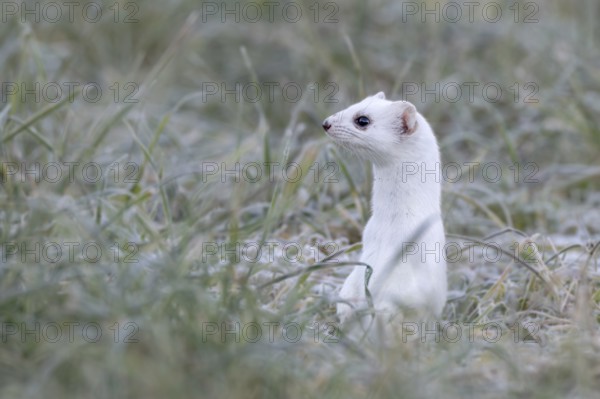 Ermine (Mustela erminea), in winter fur, Münster, Tyrol, Austria