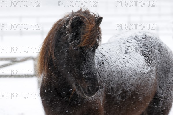 Icelandic horse (Equus islandicus) covered with snow and ice in winter in a snowstorm,