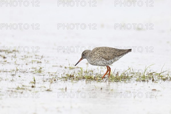 Redshank (Tringa totanus) standing on a flooded meadow in the morning mist, snipe bird, spring,