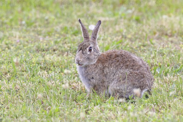 Wild rabbit (Oryctolagus cuniculus), sitting in a meadow, adult, alert, wildlife, animals, rodent,