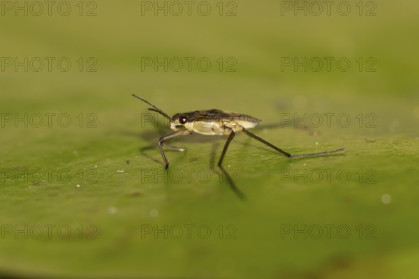Common pond skater (Gerris lacustris) adult insect on a water lily pad or leaf on the water surface