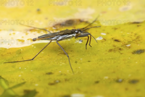 Common pond skater (Gerris lacustris) adult insect on a fallen autumn tree leaf on the water
