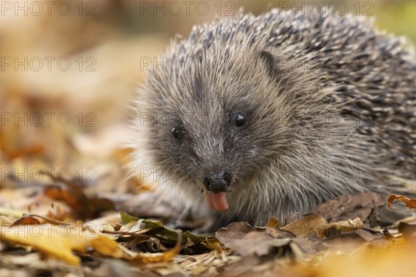 European hedgehog (Erinaceus europaeus) adult animal on fallen autumn leaves, England, United