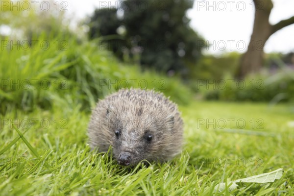 European hedgehog (Erinaceus europaeus) adult animal on a garden grass lawn, England, United
