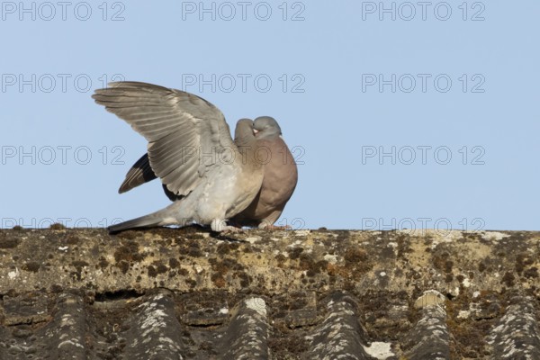 Wood pigeon (Columba palumbus) adult garden bird feeding a juvenile baby squab bird on a house roof
