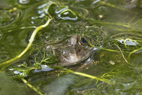 Common frog (Rana temporaria) adult amphibian on the water surface of a garden pond amongst pond