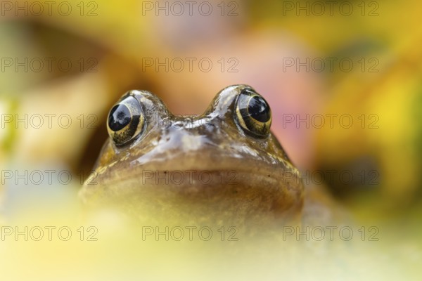 Common frog (Rana temporaria) adult amphibian in a garden amongst fallen autumn leaves, England,