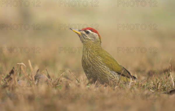 A male Streak-throated Woodpecker (Picus xanthopygaeus) is standing on the grass. Sreepur, Gazipur,