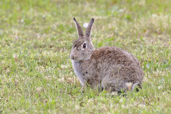 Wild rabbit (Oryctolagus cuniculus), sitting in a meadow, adult, alert, wildlife, animals, rodent,
