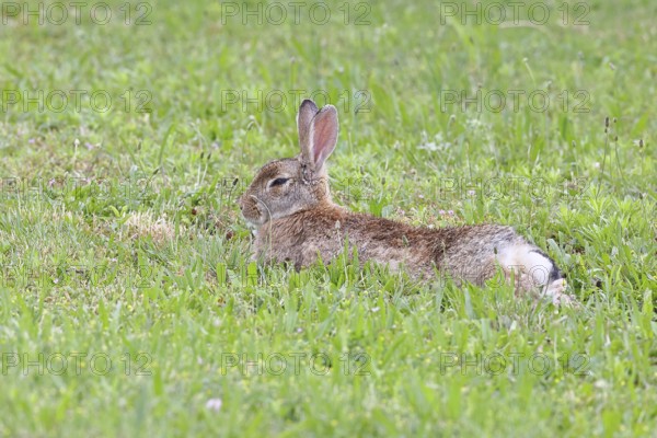 Wild rabbit (Oryctolagus cuniculus), lying in a meadow, fully grown, alert, wildlife, animals,