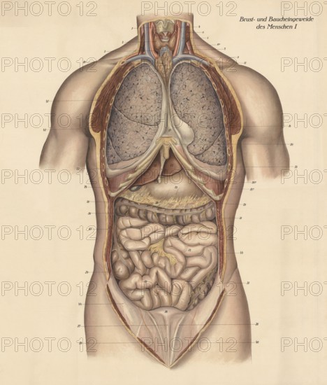Medical illustration, intestines, internal organs in human chest and abdomen, school picture,