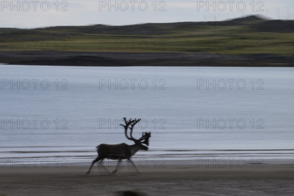 Kiberg, Troms, Norway, Blurred reindeer (Rangifer tarandus) in dynamic movement on the beach of the