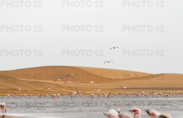 Lesser Flamingos (Phoeniconaias minor) in flight in front of the Namib Desert with lagoon, Walfish