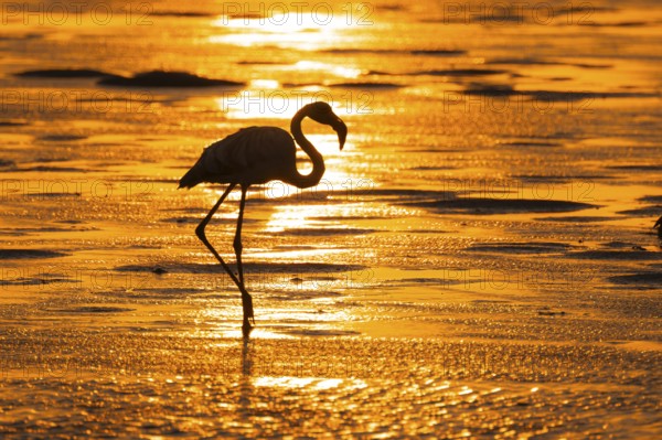 Pink flamingo (Phoenicopterus roseus) against the light, sunset, lagoon at Walfish Bay, Erongo,