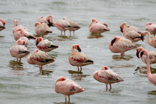 Lesser Flamingos (Phoeniconaias minor) in a lagoon, Walfish Bay, Erongo, Namibia