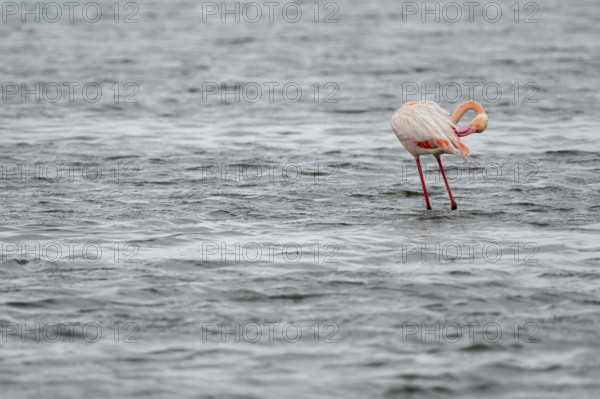 Pink flamingo (Phoenicopterus roseus) in a lagoon, Walfish Bay, Erongo, Namibia
