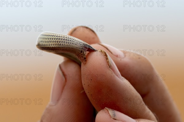 FitzSimon's burrowing skink or short blind dart skink, (Typlacontias brevipes), Namib Desert,