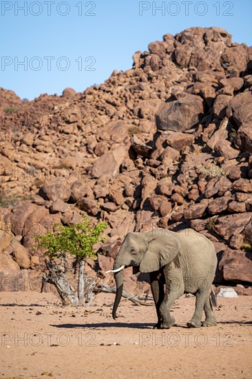 African elephant (Loxodonta africana), desert elephant, riverbed of the Ugab River, Damaraland,