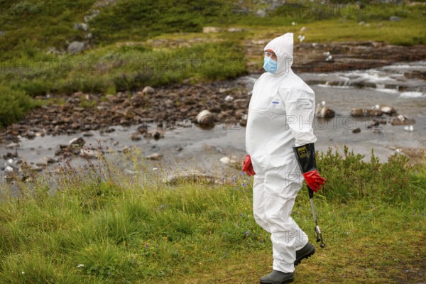 Person in a protective suit, protective mask and goggles looking for dead kittiwakes (Rissa