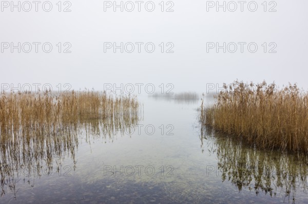Autumn morning fog on the reed belt on the shores of Lake Mondsee, Salzkammergut, Upper Austria,