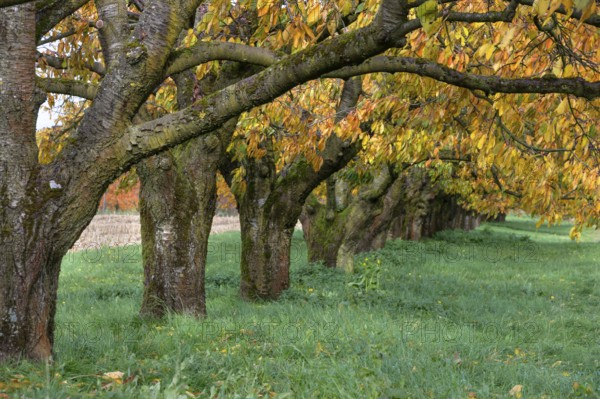 Old cherry trees (Prunus avium) of a plantation in autumn colour, Karsberg, Upper Franconia,
