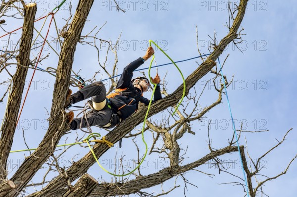 Detroit, Michigan - Members of the Detroit Arborist Collective trim dead branches from a burr oak