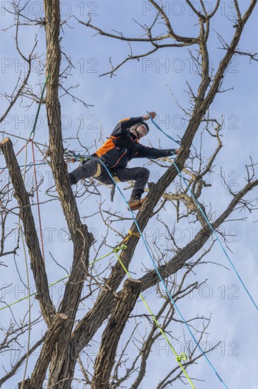Detroit, Michigan - Members of the Detroit Arborist Collective trim dead branches from a burr oak
