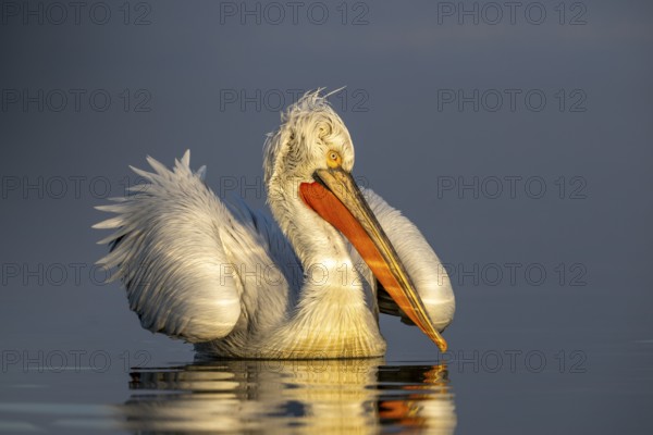 Dalmatian Pelican (Pelecanus crispus), Dalmatian Pelican, swimming, morning light, in its plumage,