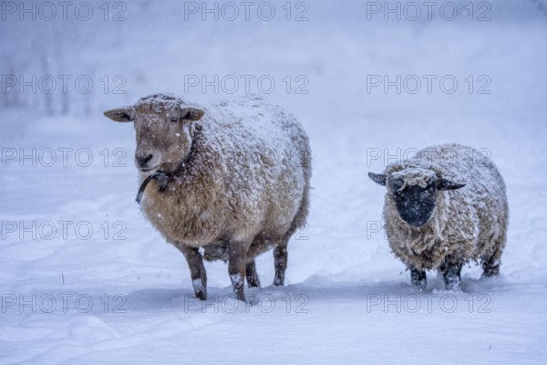 Winter weather, blowing snow, sheep on a snowy pasture, looking for food, thick fur, Elfringhauser
