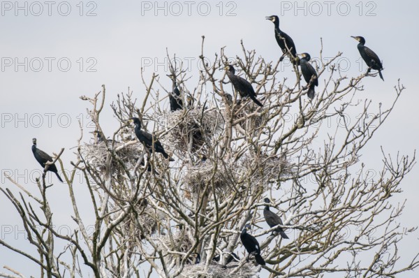 Cormorant (Phalacrocorax carbo) in the breeding colony, Stralsund, Mecklenburg-Western Pomerania,