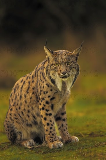 Common Lynx, Iberian Lynx, Lynx pardinus, Castilla La Mancha, Spain