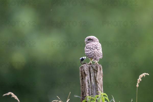 A little owl (Athene noctua) sitting alone on an old willow pole in front of a soft green