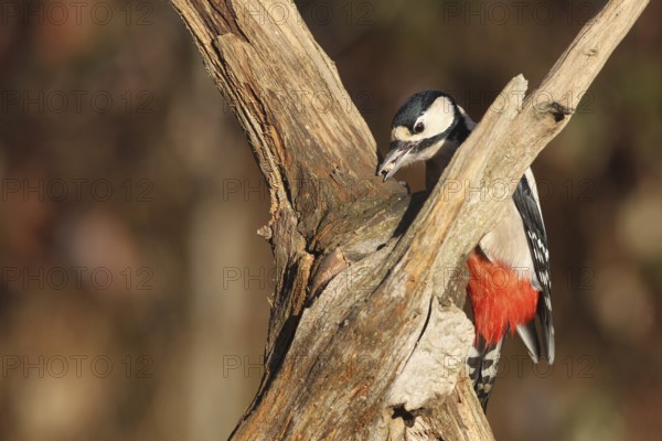 Great spotted woodpecker (Dendrocopos major) at winter feeding in the forest, Allgäu, Bavaria,