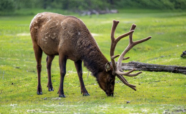 Wapiti (Cervus canadensis) grazing, Alaska, USA