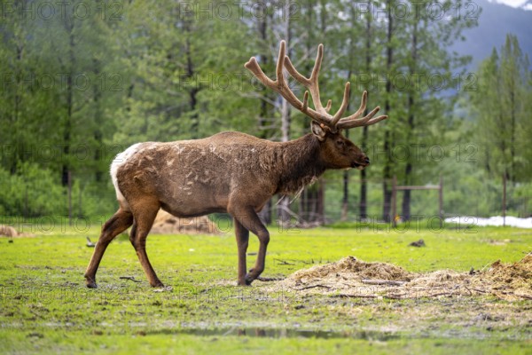 Wapiti (Cervus canadensis), Alaska, USA