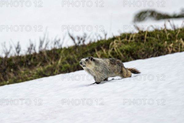 Hoary marmot (Marmota caligata) walking on snow in spring, Alaska, USA