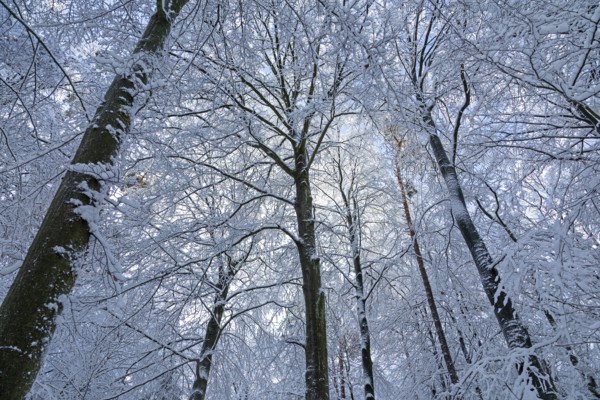 Snowy trees, treetops, forest, snow, winter, Sieversen, Samtgemeinde Rosengarten, Lower Saxony,