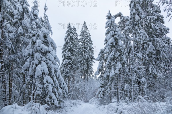 Snowy trees, conifers, forest, snow, winter, Sieversen, Samtgemeinde Rosengarten, Lower Saxony,