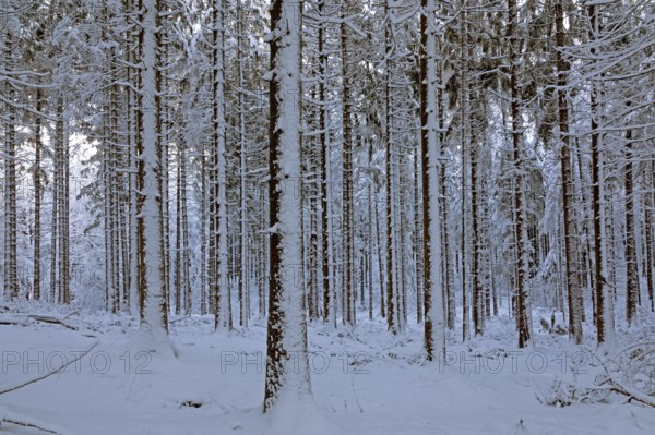 Snowy trees, tree trunks, forest, snow, winter, Sieversen, Samtgemeinde Rosengarten, Lower Saxony,