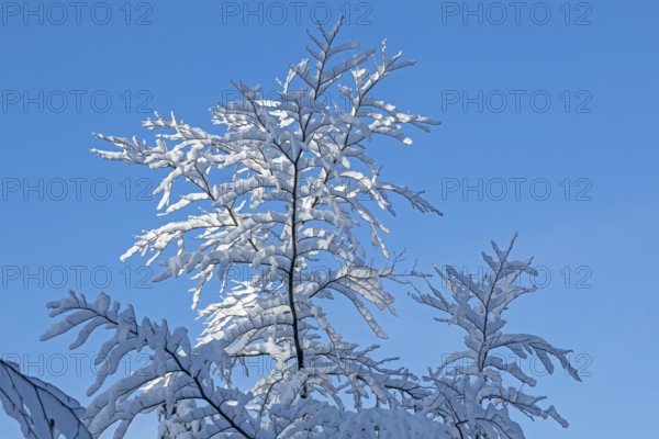 Snowy tree, snow, winter, Sieversen, Samtgemeinde Rosengarten, Lower Saxony, Germany
