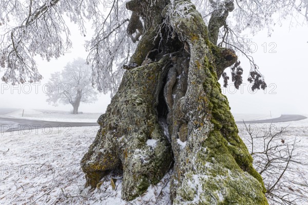 A distinctive linden tree with hoarfrost in the Swabian Jura. The Lindele natural monument in