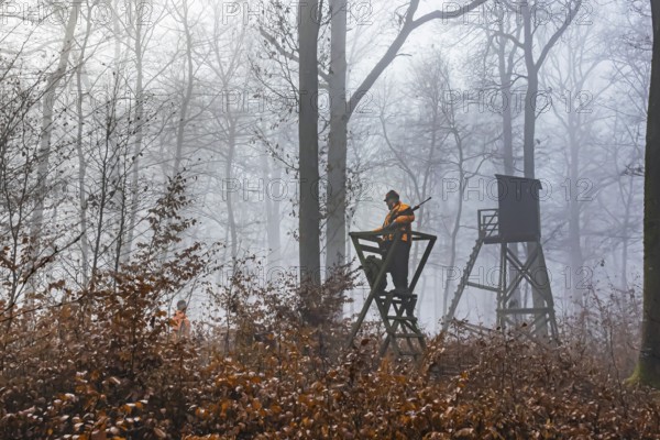 Driven hunting in Schönbuch. In autumn, hunters go hunting for wild boar and deer. Drivers in