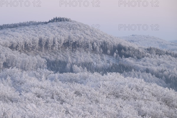 Snowy range of hills with frosty trees in the morning light, Hermannsweg an der Steinegge, Dissen
