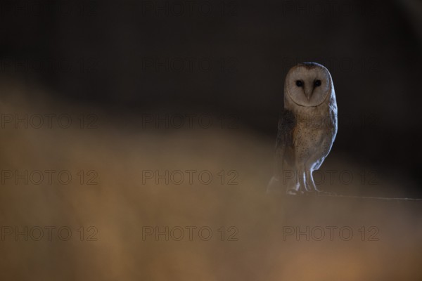A barn owl (Tyto alba) sits in a dark environment and radiates a mysterious atmosphere, East