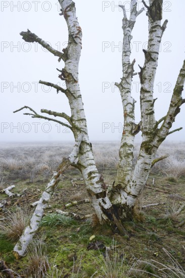 Birches in winter Rehdener Geestmoor in fog, Diepholzer Moorniederung, Rehden, Lower Saxony,